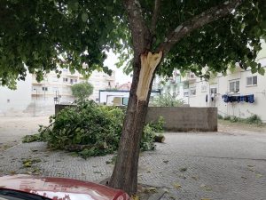 Ramo de árvore cai e atinge dois carros IMG 20240725 101220