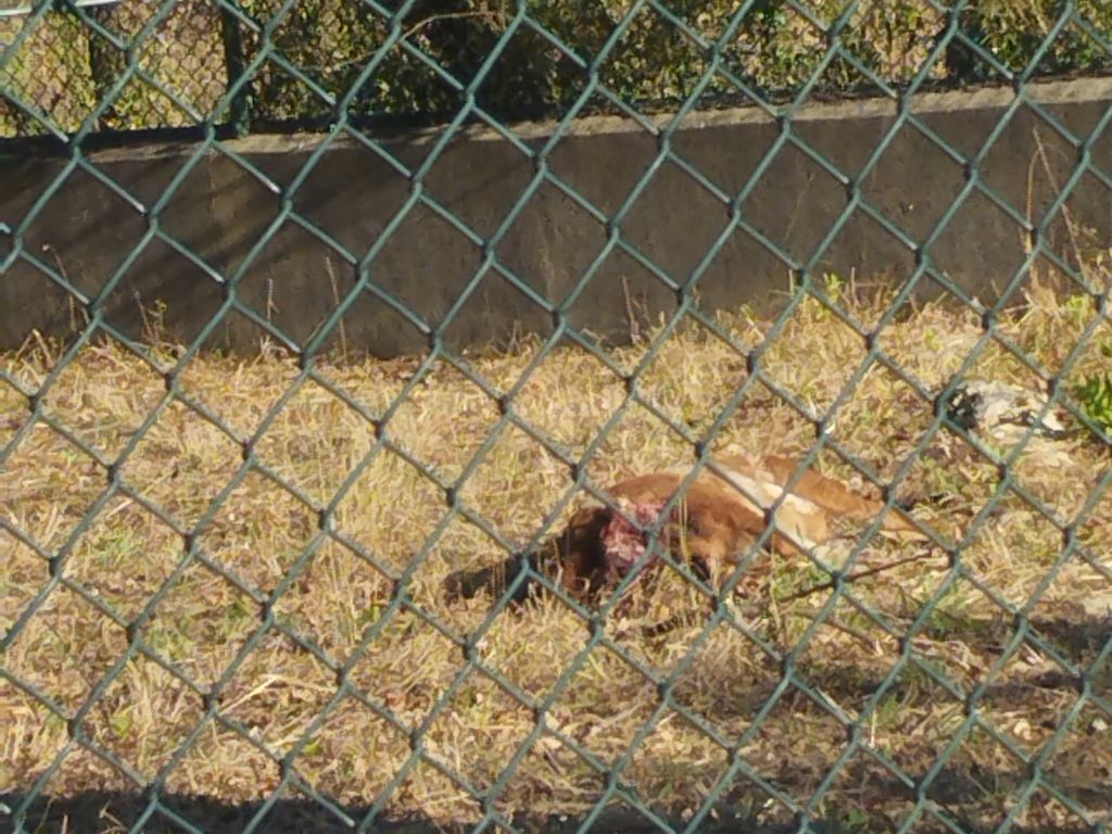Associação de Saúde Mental esclarece situação dos animais na sede animais IMG 20240722 082316