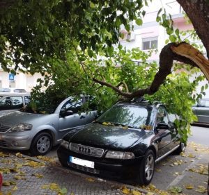 Ramo de árvore cai e atinge dois carros arvore bc 4008 9f53 d91abf31a098