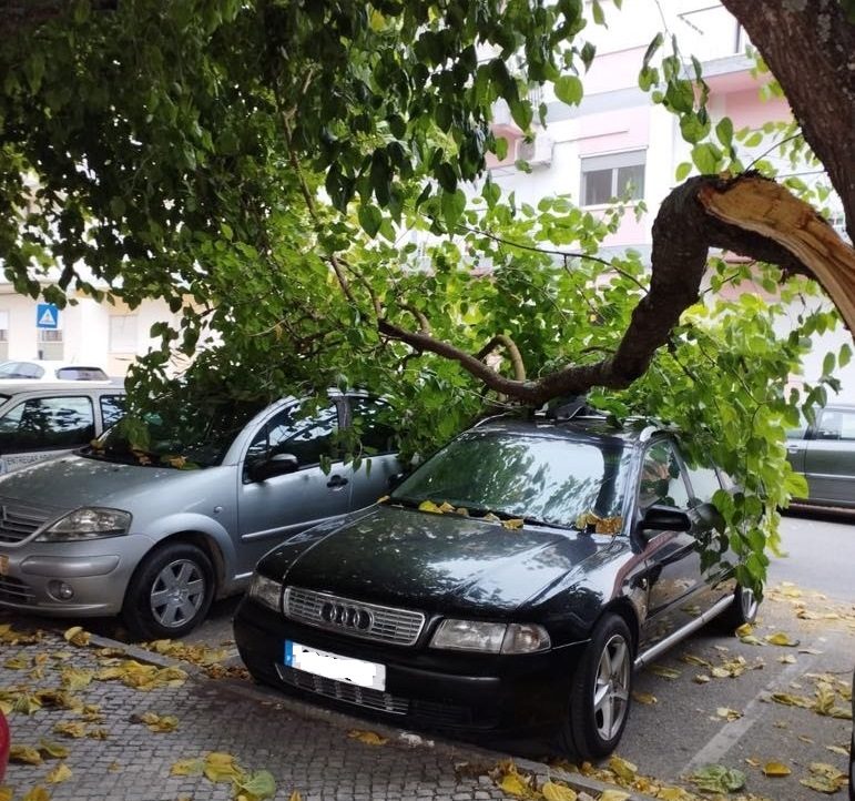 Ramo de árvore cai e atinge dois carros arvore bc 4008 9f53 d91abf31a098