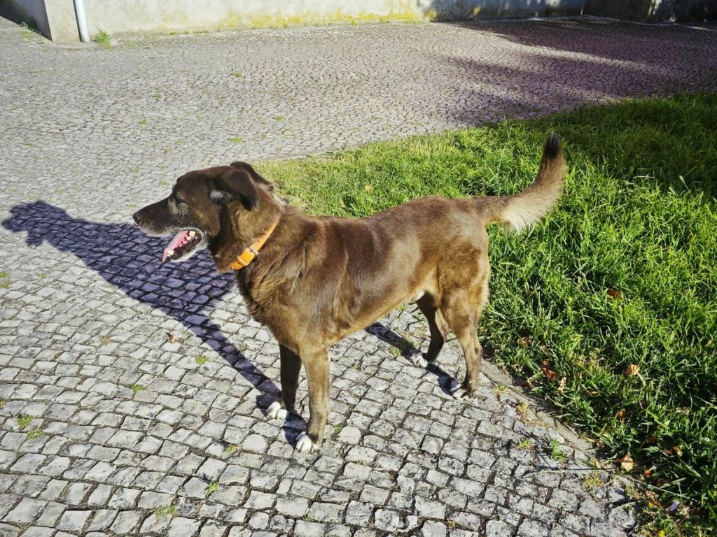 Cão agressivo à solta na Nabância cao age 2024 07 21 at 19.49.29