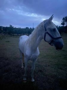 Cavalo perdido na zona da Platex (atualização) * cavalo 88210141983 802869265070524313 n
