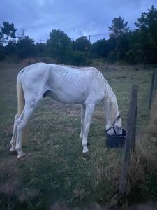 Cavalo perdido na zona da Platex (atualização) * cavalo 928066738 7065316141873561251 n
