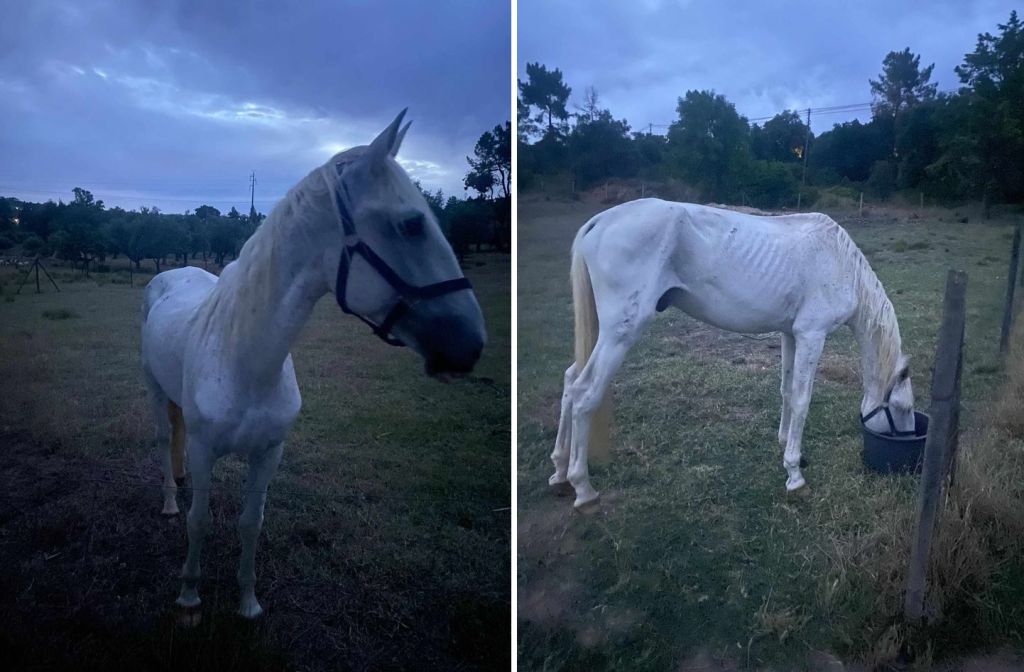 Cavalo perdido na zona da Platex (atualização) * cavalo apelo