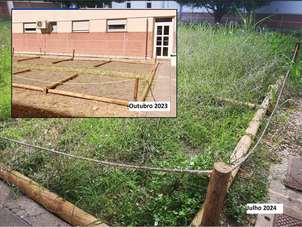 Horta e jardim para doentes psiquiátricos do hospital transformado em matagal hospital 7890