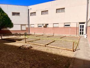 Horta e jardim para doentes psiquiátricos do hospital transformado em matagal hospital 7970201 5327803326469902467 n