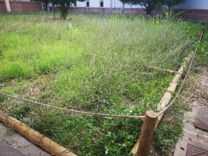 Horta e jardim para doentes psiquiátricos do hospital transformado em matagal hospital IMG 20240709 184259