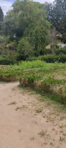 Canteiros da Mata dos Sete Montes cheios de erva mata 25716724810388 2242518215728061106 n