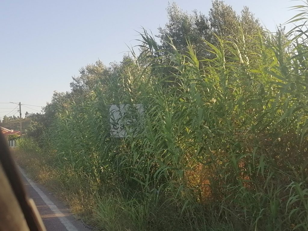 Passatempo: que terra é esta? IMG 20240808 192213