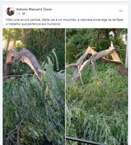 Menos duas árvores no Mouchão arvore