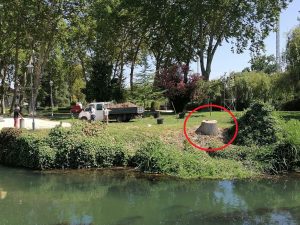 Menos duas árvores no Mouchão arvore IMG 20240809 113902