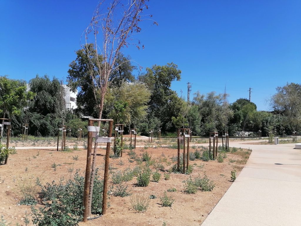 Novo parque do Flecheiro: dezenas de árvores morrem por falta de rega arvores flecheiro IMG 20240825 135914
