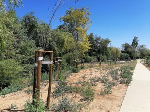 Novo parque do Flecheiro: dezenas de árvores morrem por falta de rega arvores flecheiro IMG 20240825 140024