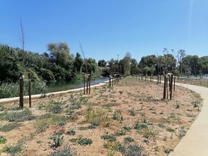 Novo parque do Flecheiro: dezenas de árvores morrem por falta de rega arvores flecheiro IMG 20240825 140138