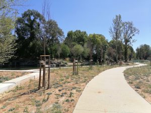 Novo parque do Flecheiro: dezenas de árvores morrem por falta de rega arvores flecheiro IMG 20240825 140318