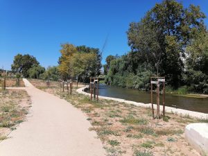 Novo parque do Flecheiro: dezenas de árvores morrem por falta de rega arvores flecheiro IMG 20240825 140414