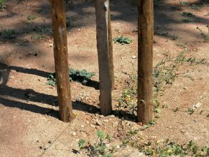 Novo parque do Flecheiro: dezenas de árvores morrem por falta de rega arvores flecheiro IMG 20240825 141731