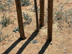 Novo parque do Flecheiro: dezenas de árvores morrem por falta de rega arvores flecheiro IMG 20240825 141832