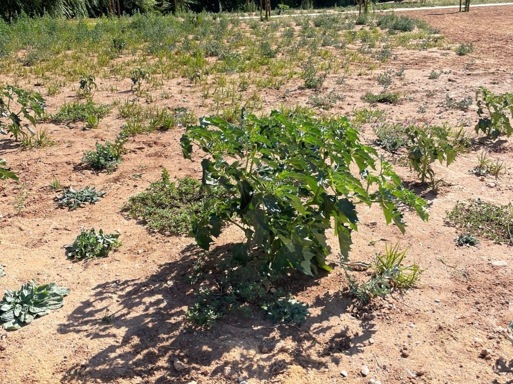Planta alucinogénica e altamente tóxica detetada no Flecheiro planta 32418297664576 1811398570013681369 n