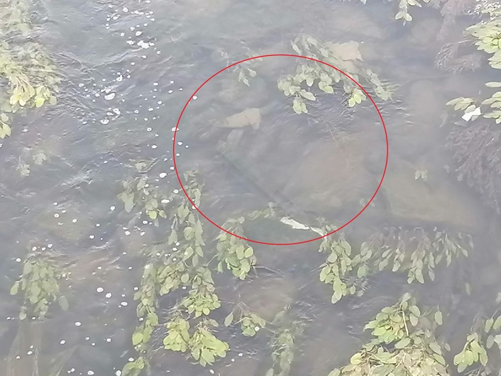 Mais uma trotinete descoberta no rio Nabão trotinete IMG 20240804 105528
