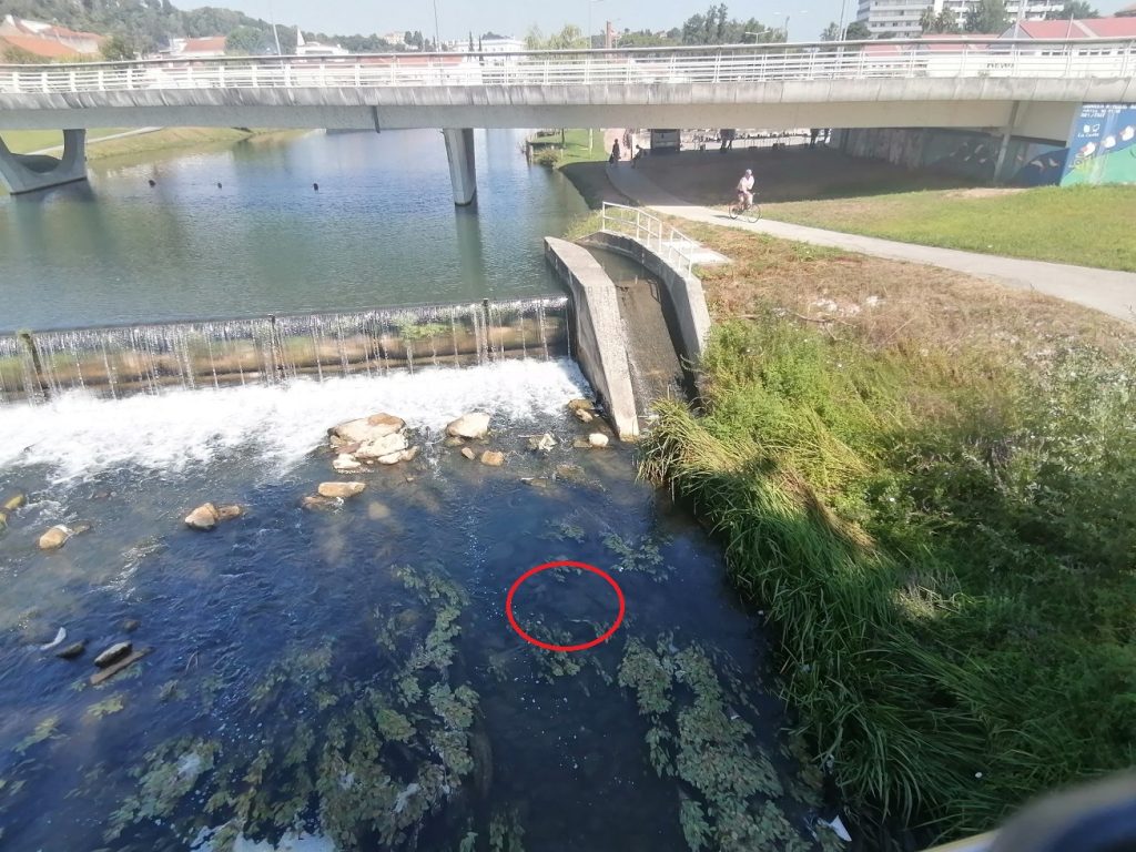 Mais uma trotinete descoberta no rio Nabão trotinete IMG 20240804 105621 1