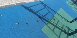 Cães defecam em espaço desportivo 275053a0 1aa4 4045 ba83 b004d04426a0