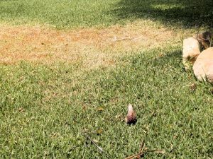 Imagens nada abonatórias para Tomar 4f7afeb4 6d1e 42f8 80d7 4764e1608f1f