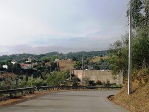 EDP manda cortar árvores na barragem de Castelo do Bode IMG 20240831 180027