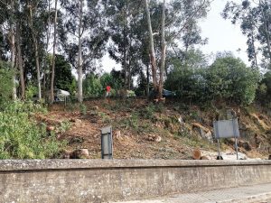 EDP manda cortar árvores na barragem de Castelo do Bode IMG 20240831 180043