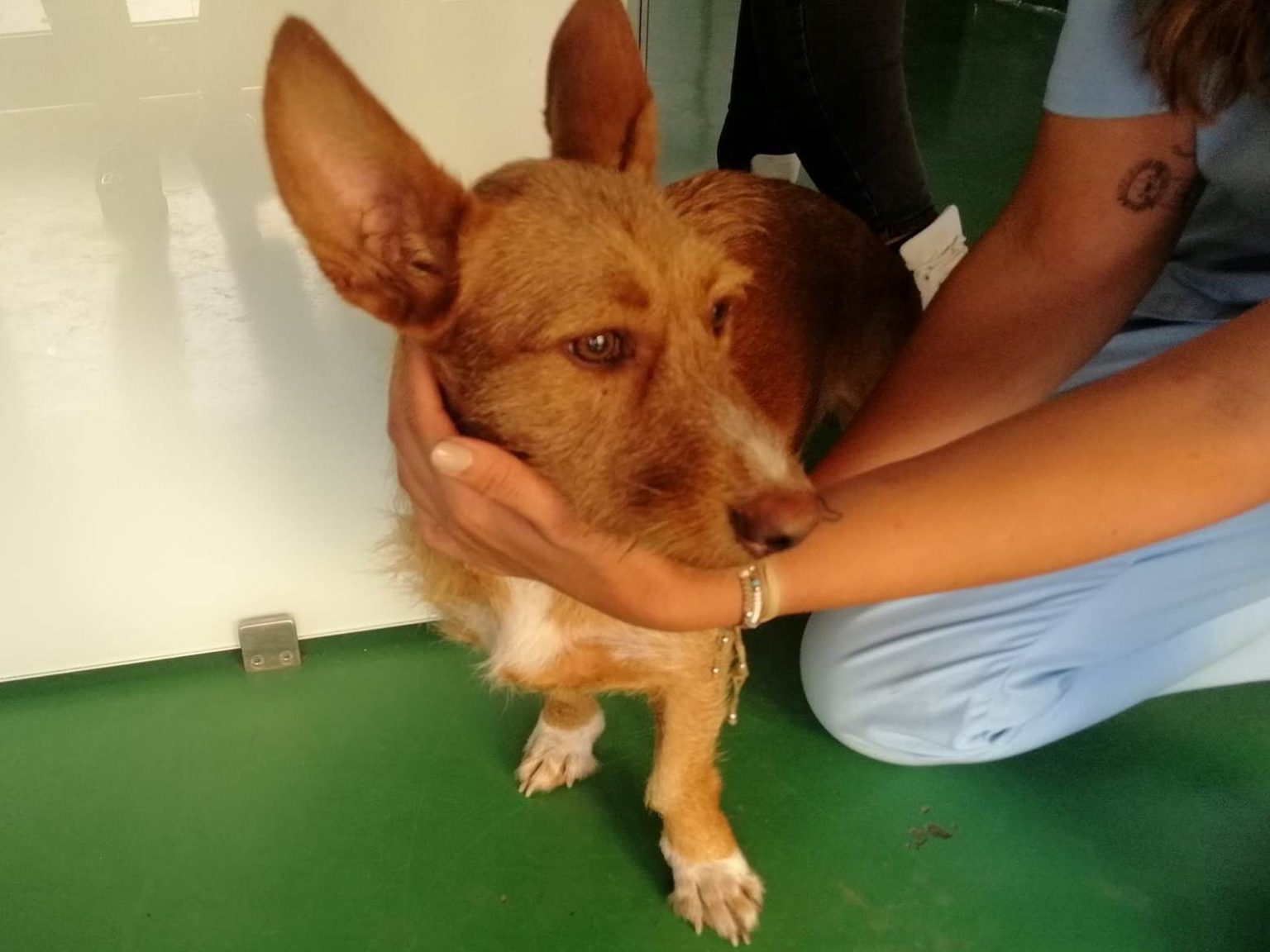 Cadela entrou no comboio no Entroncamento e saiu em Santarém cao 10226157030774127 7670565007137919582 n