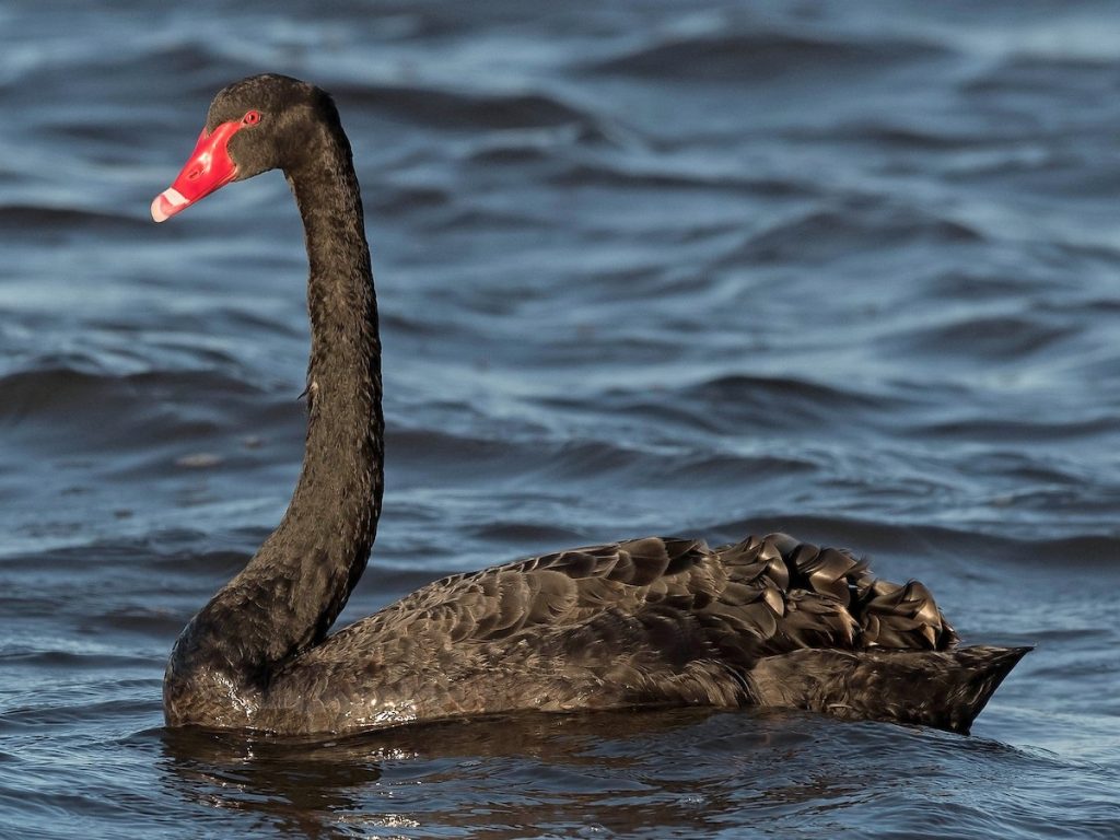 cisne 1200