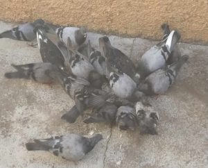 Moradora não quer que vizinha alimente pombos pombos 48968934257 2777687776218560174 n