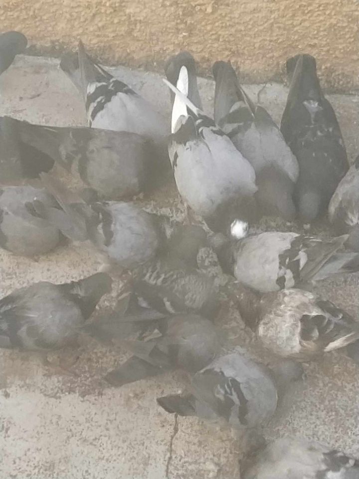 Moradora não quer que vizinha alimente pombos pombos 5810660832231 1628603509938753078 n