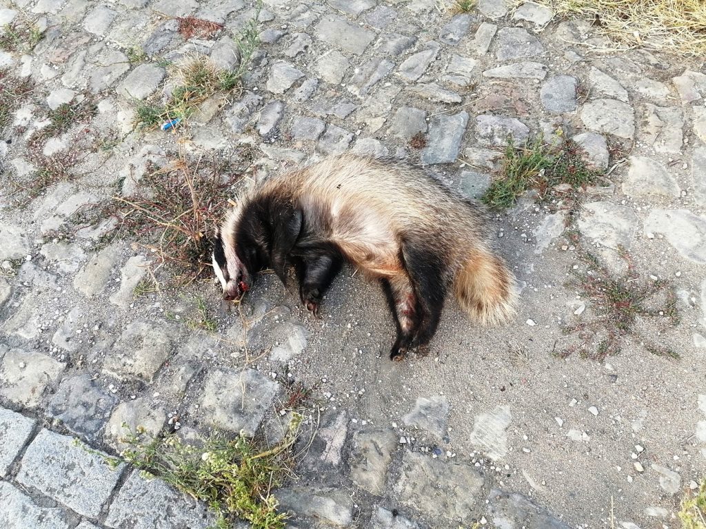 Texugo atropelado perto de Tomar texugo IMG 20240907 082903