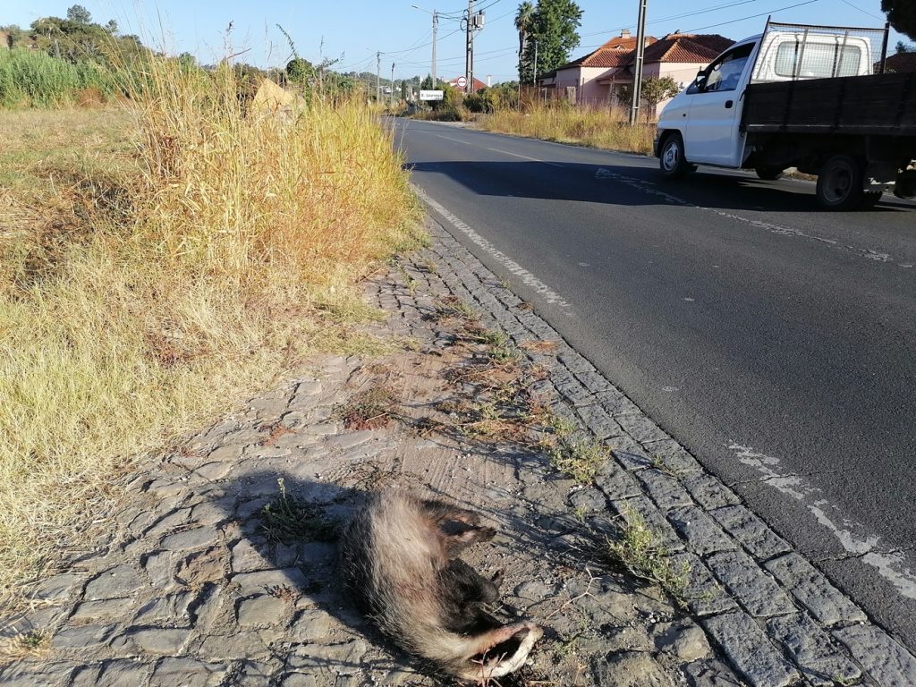 Texugo atropelado perto de Tomar texugo IMG 20240907 082917