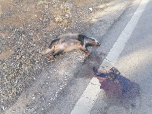 Texugo atropelado perto de Tomar texugo IMG 20240907 183232