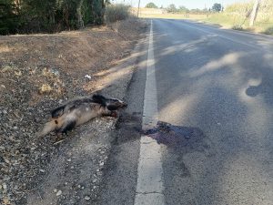 Texugo atropelado perto de Tomar texugo IMG 20240907 183242
