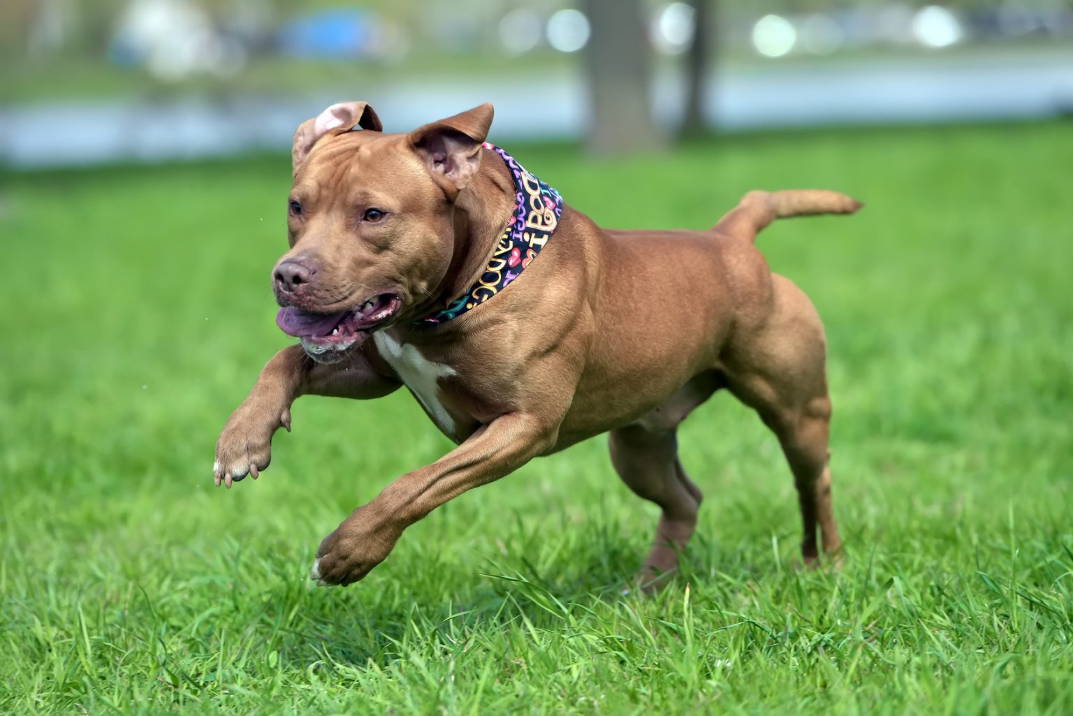 Jovem carteira de Tomar atacada por Pitbull ficou em estado grave pitbull