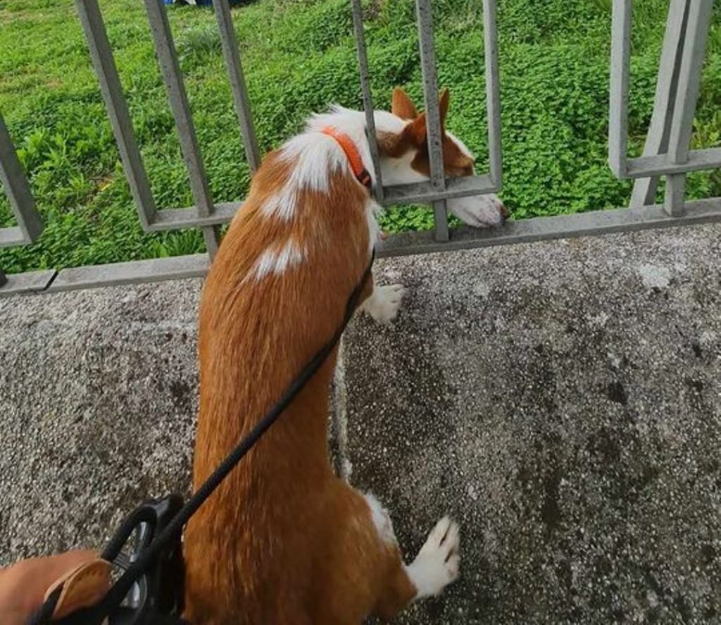 A aventura de uma cadela que fugiu do parque canino para a escola Jácome Ratton 462549143 595846672861830 576603112779954187 n