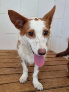 A aventura de uma cadela que fugiu do parque canino para a escola Jácome Ratton 462556765 1491538871556239 5733086354304176030 n
