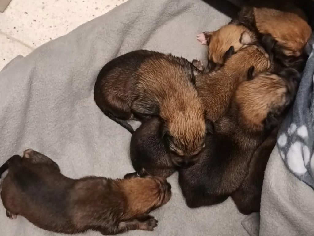 Cachorros abandonados em contentor do lixo caes 18671269001972 724731540170896165 n