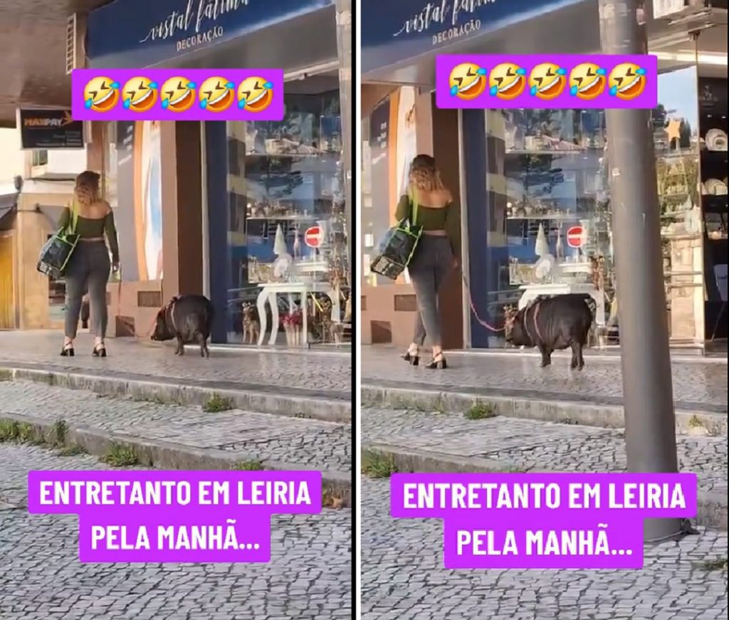 Mulher passeia porco vietnamita pelas ruas de Leiria porco vietnamita sssti