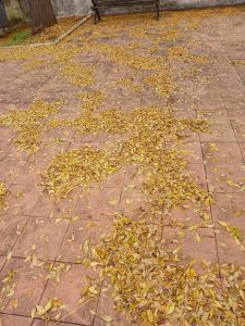 Moradora queixa-se de falta de limpeza folhas 48419814763295 2986196260231017716 n