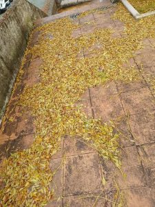 Moradora queixa-se de falta de limpeza folhas 87563208538842 4166488513328563410 n