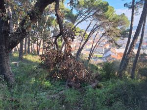 Nove anos depois, pinhal de Santa Bárbara de novo ao abandono pinhal de santa barbara 20241231 103510