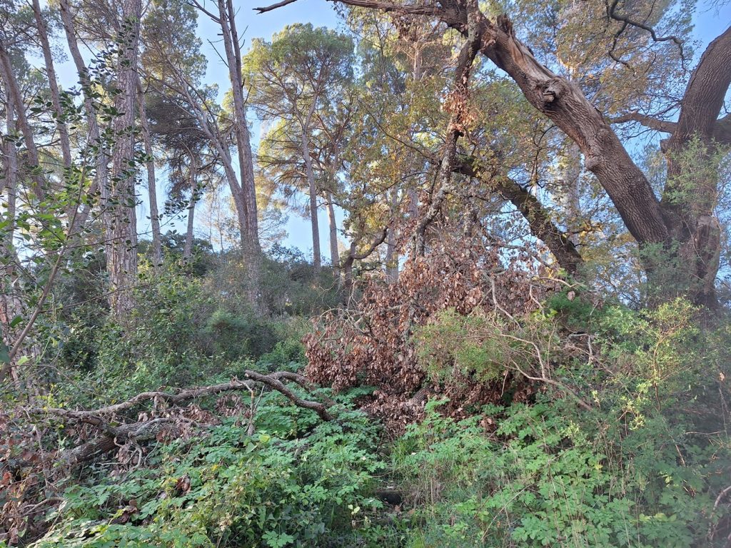Nove anos depois, pinhal de Santa Bárbara de novo ao abandono pinhal de santa barbara 20241231 103600