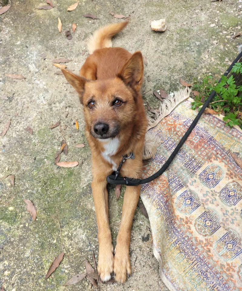De quem é este cão? (atualização)* apelo 001170168168 3140079197639816130 n