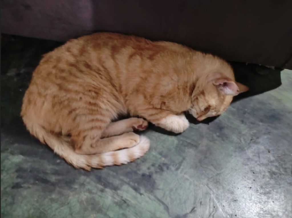 Gatos envenenados nos Calvinos gato 6789