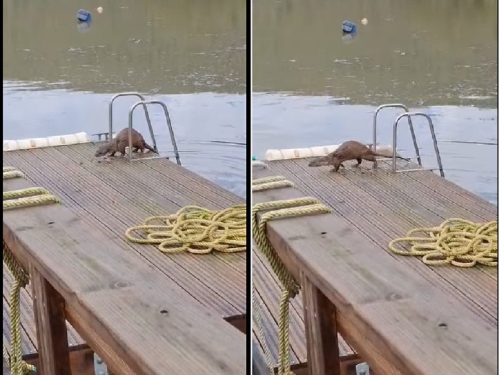 lontra