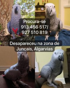Apelo: papagaio desapareceu apelo 8038752286419451 3267550467295990094 n